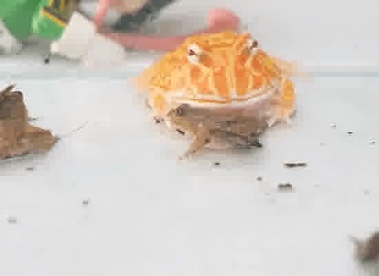 A frog that ate a frog can be eaten by a frog WARNING LIVE FEEDING I3j3rlxmV8o 1