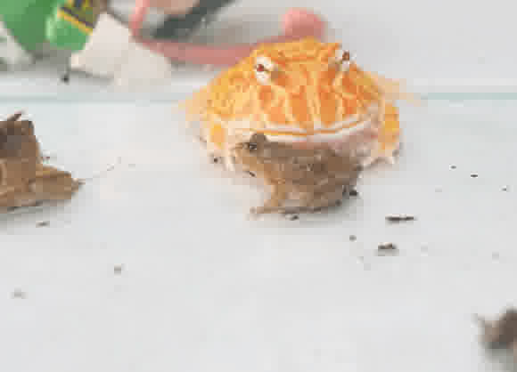 A frog that ate a frog can be eaten by a frog WARNING LIVE FEEDING I3j3rlxmV8o 2