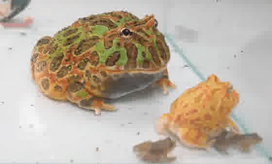 A frog that ate a frog can be eaten by a frog WARNING LIVE FEEDING I3j3rlxmV8o 4