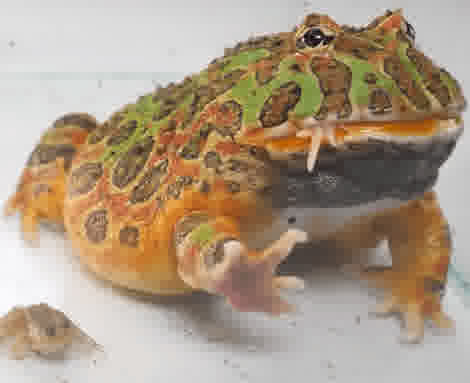 A frog that ate a frog can be eaten by a frog WARNING LIVE FEEDING I3j3rlxmV8o 5