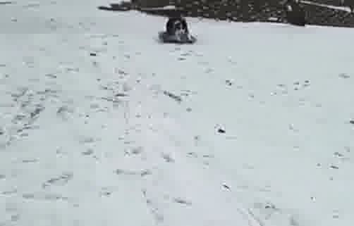 Dog Takes Itself Sledding Z28KOHtH4CQ 
