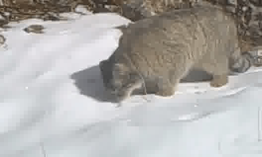 Pallas s Cat rolling in snow X jdelaXtL8 