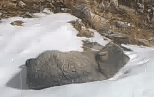 Pallas s Cat rolling in snow X jdelaXtL8 2