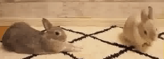 Rabbit How to surreptitiously stretch within reach of kisses okvsVbi0OU8 1