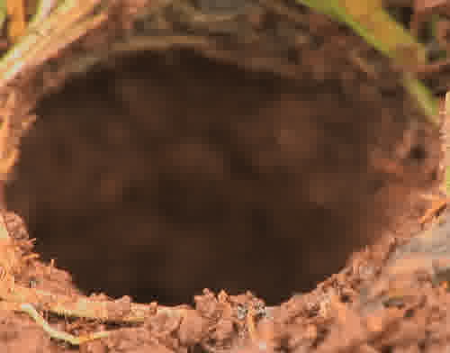 Wolf Spiders v6M 84t3oa4 