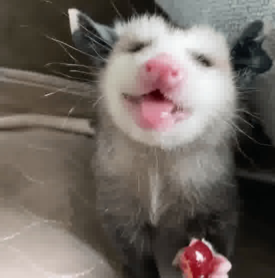 opossumomnomnom