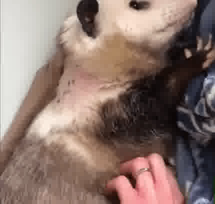 opossumscritches