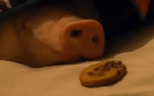 possu nuuhkii keksiä